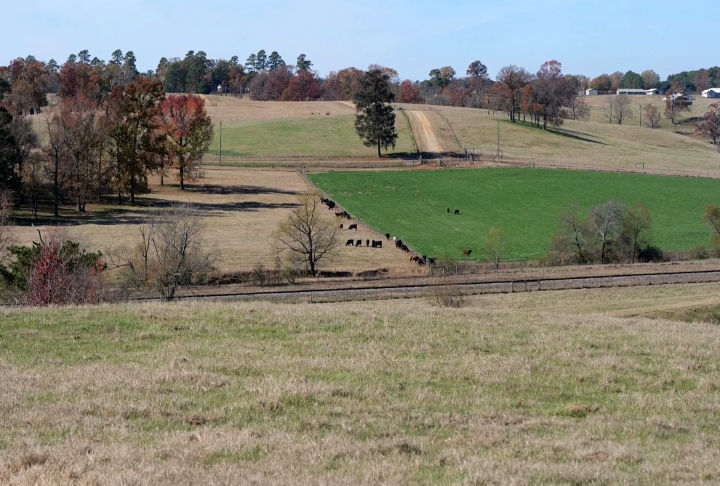 cattle in field.